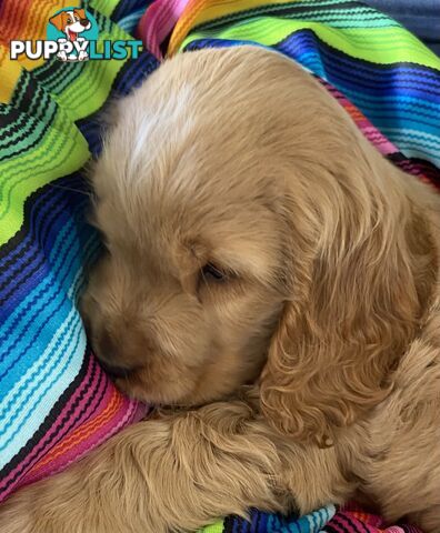 Cocker Spaniel Puppies