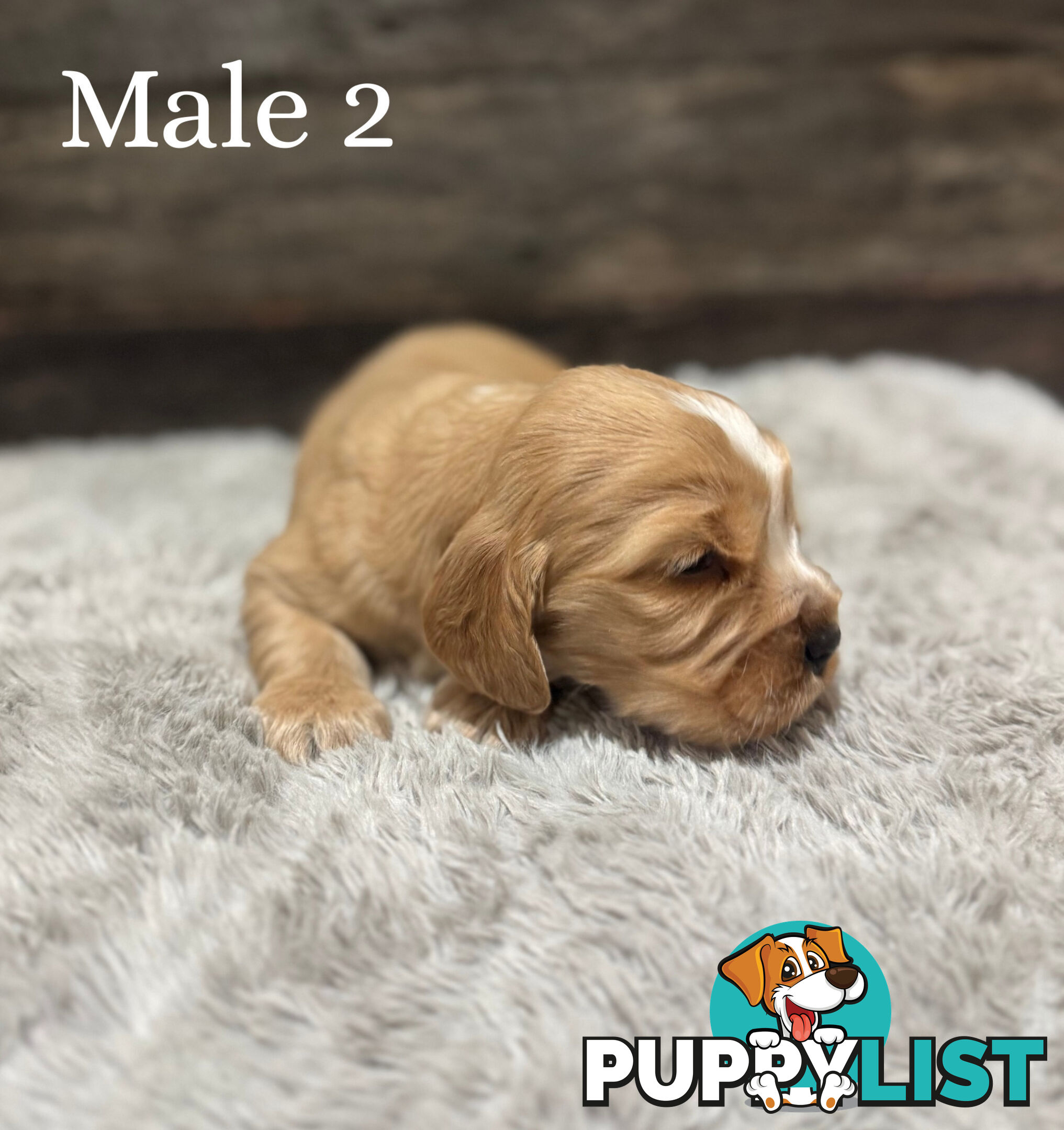 Cocker Spaniel Puppies