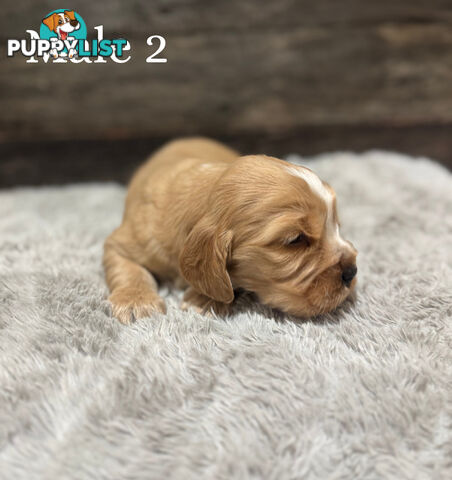 Cocker Spaniel Puppies