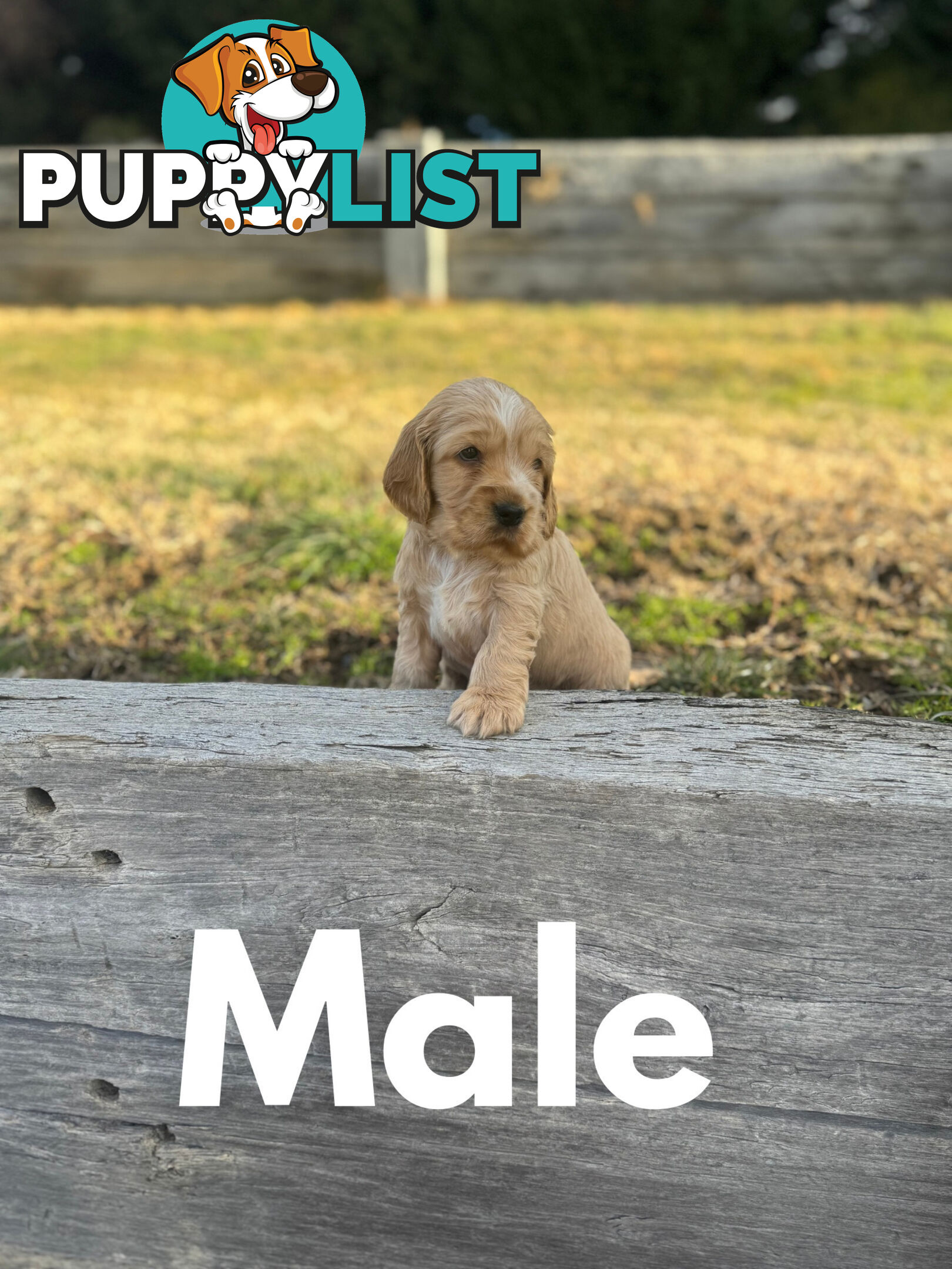 Cocker Spaniel Puppies