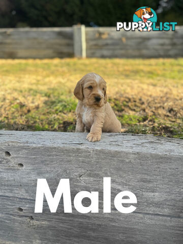Cocker Spaniel Puppies