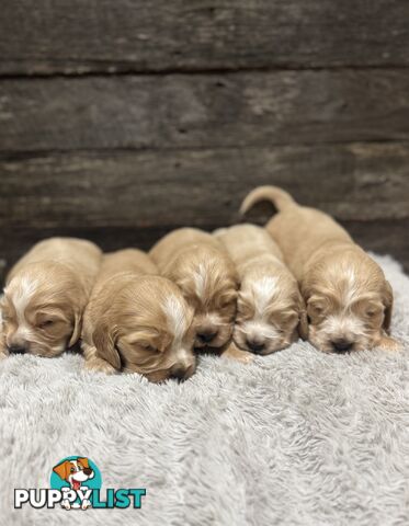 Cocker Spaniel Puppies