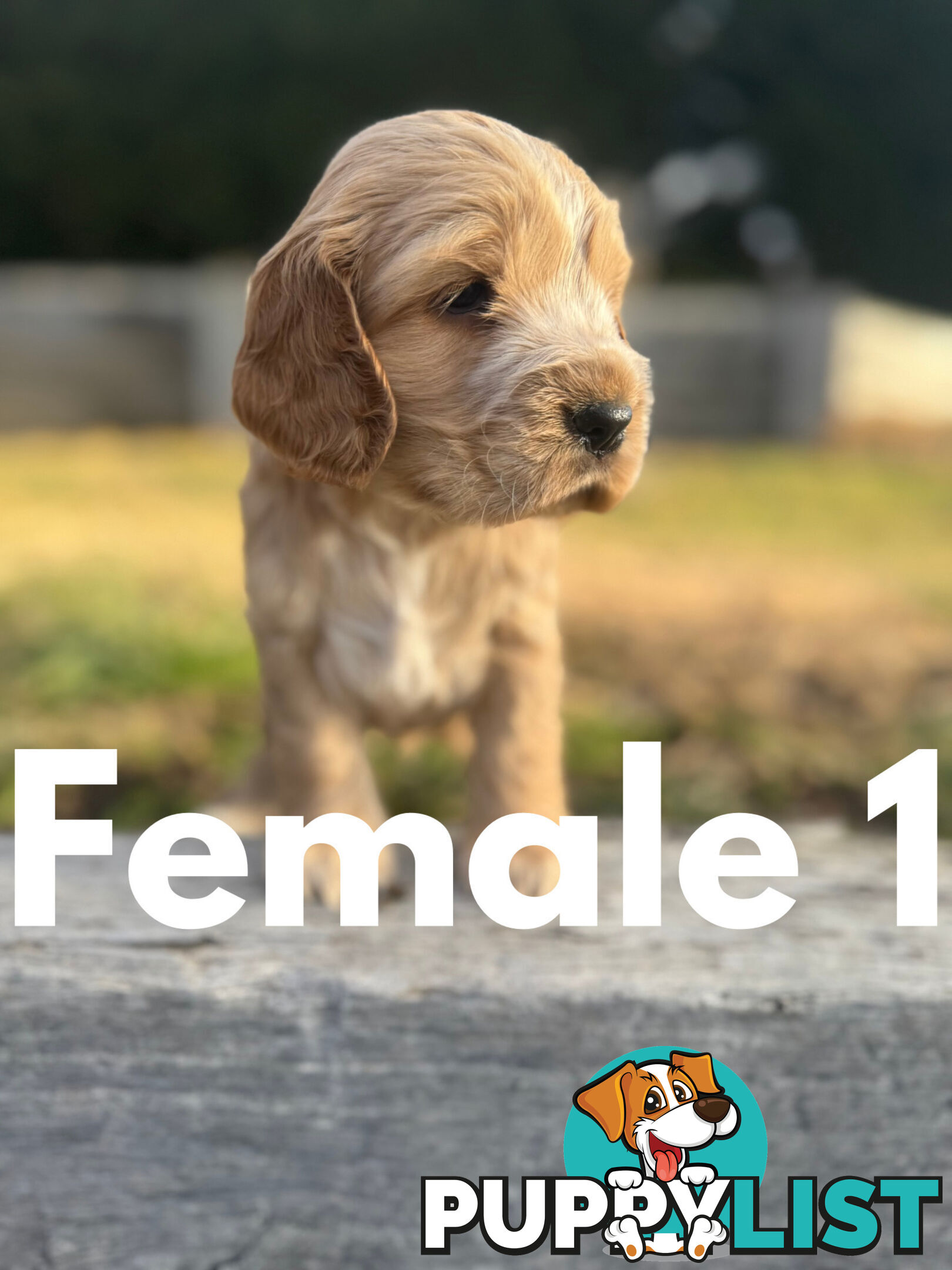 Cocker Spaniel Puppies