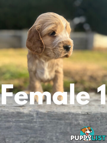 Cocker Spaniel Puppies