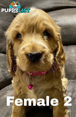 Cocker Spaniel Puppies