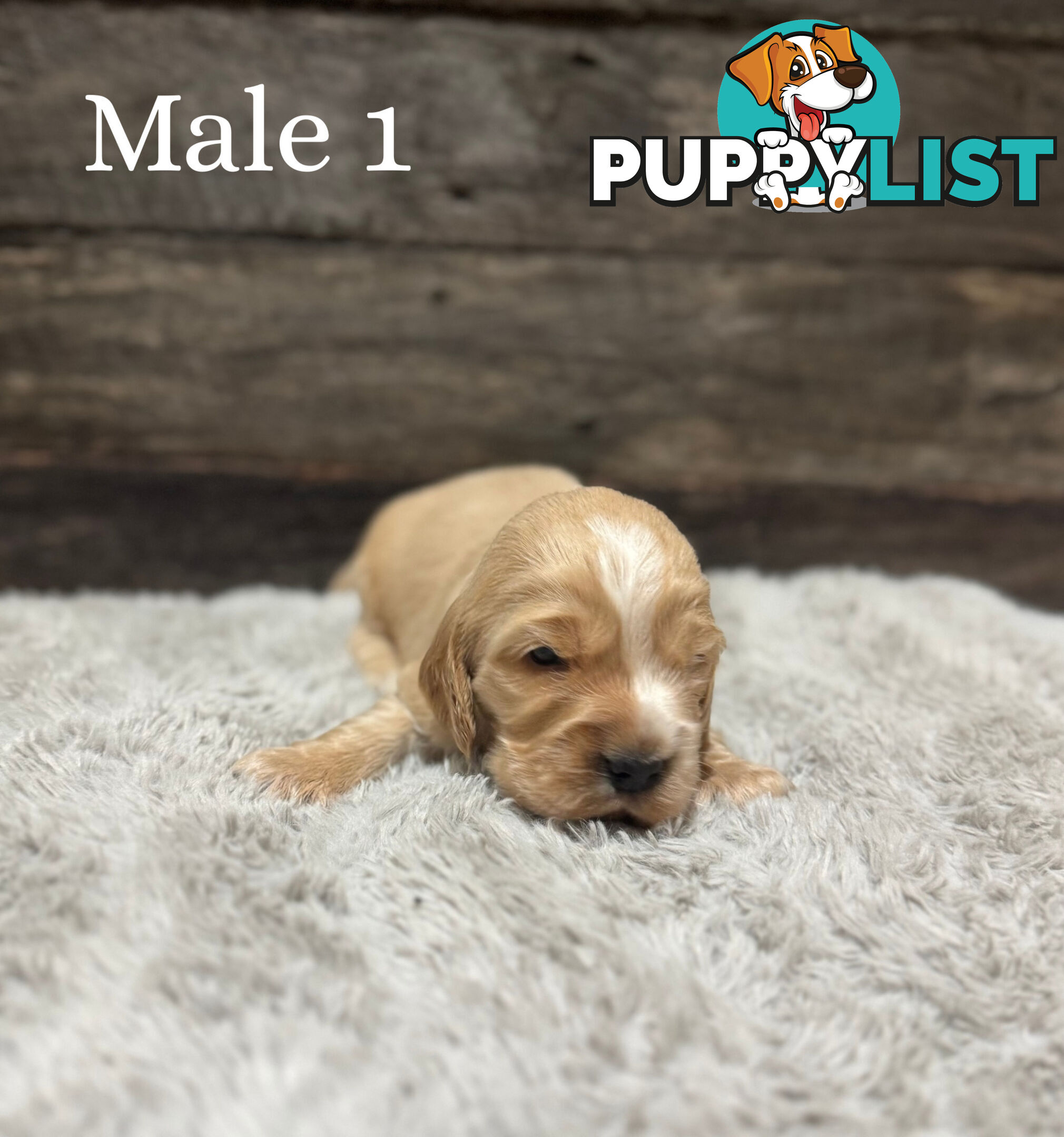 Cocker Spaniel Puppies