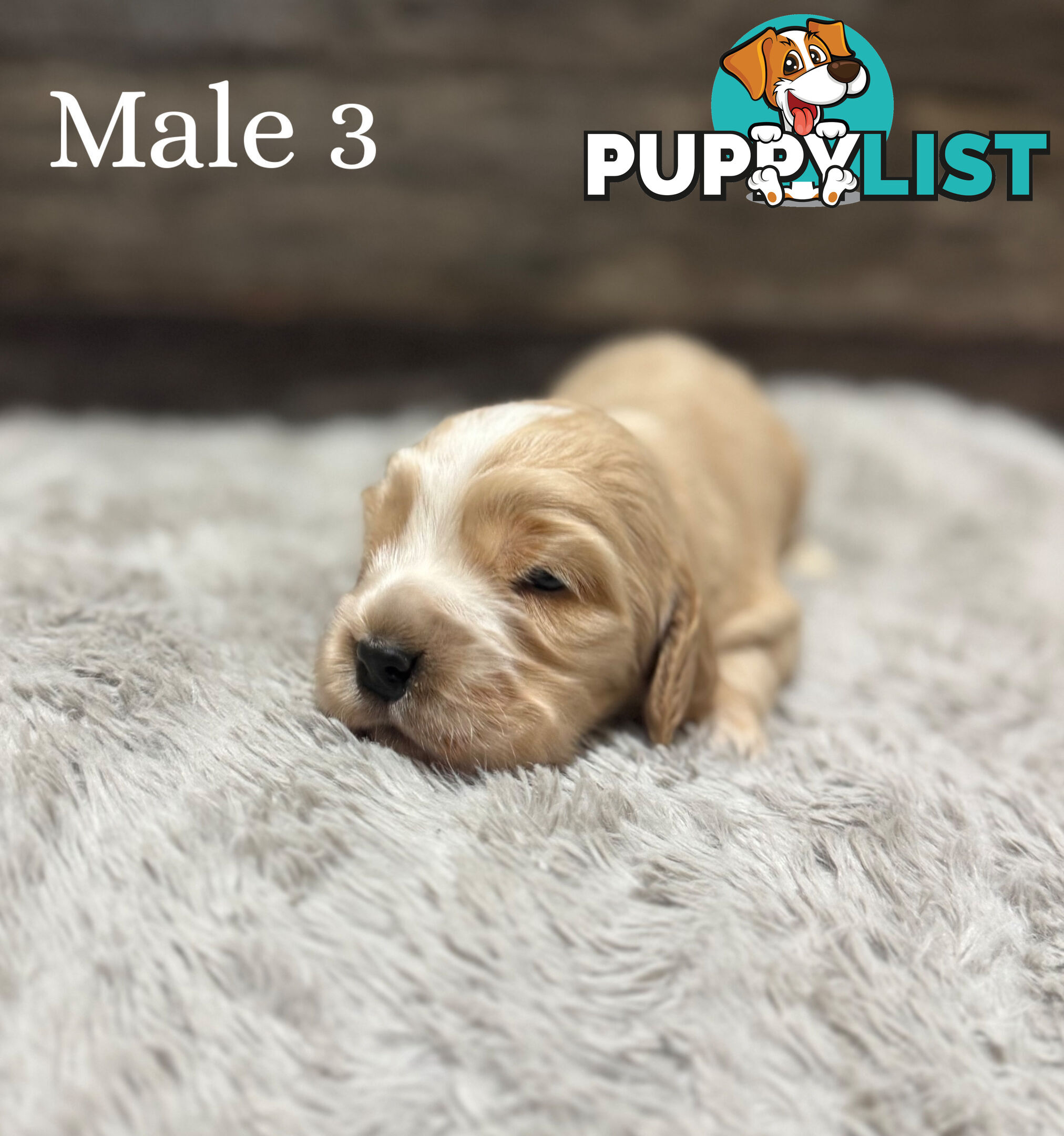 Cocker Spaniel Puppies