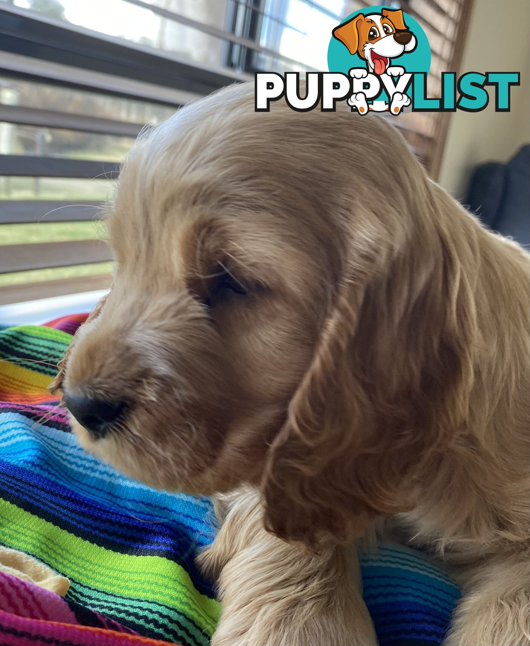 Cocker Spaniel Puppies