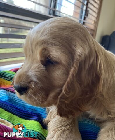 Cocker Spaniel Puppies