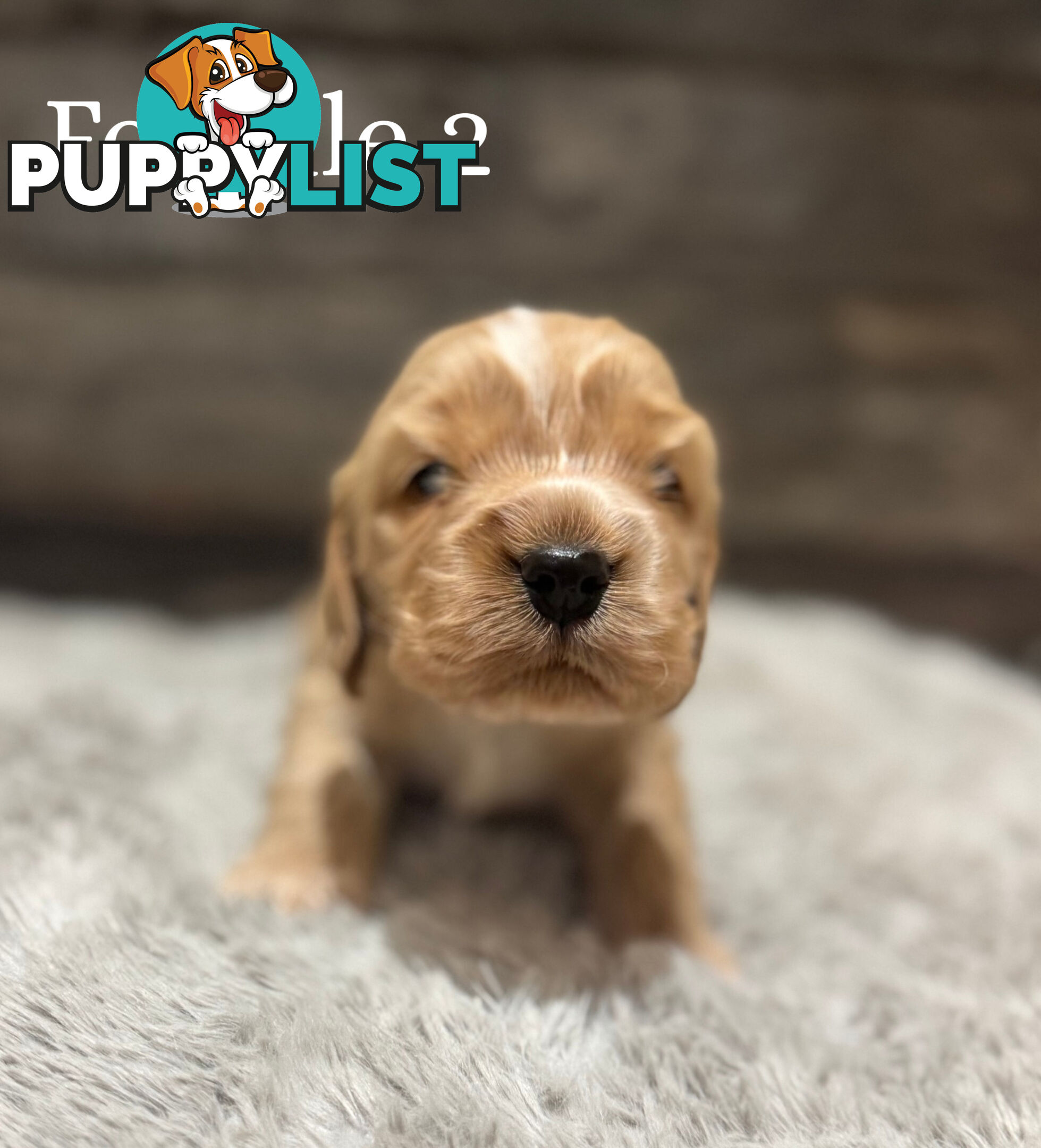Cocker Spaniel Puppies