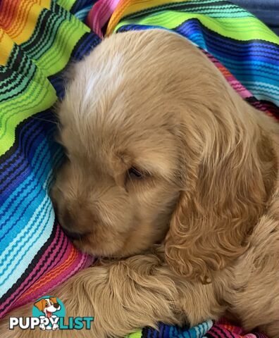 Cocker spaniel Puppy