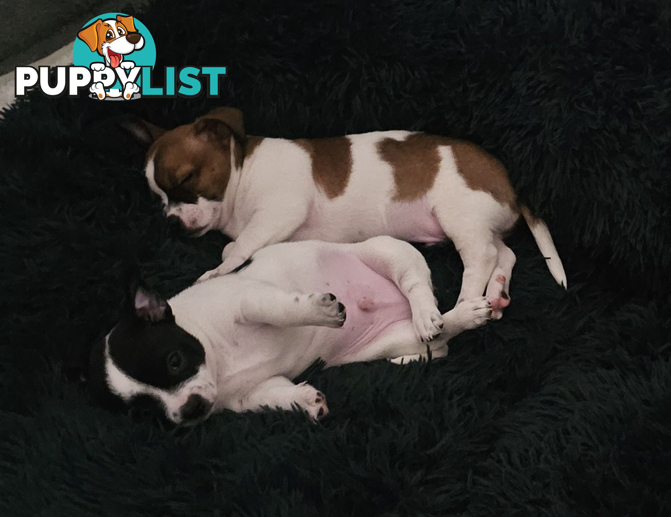 2 Chihuahua x Staffy Jack Russell boys