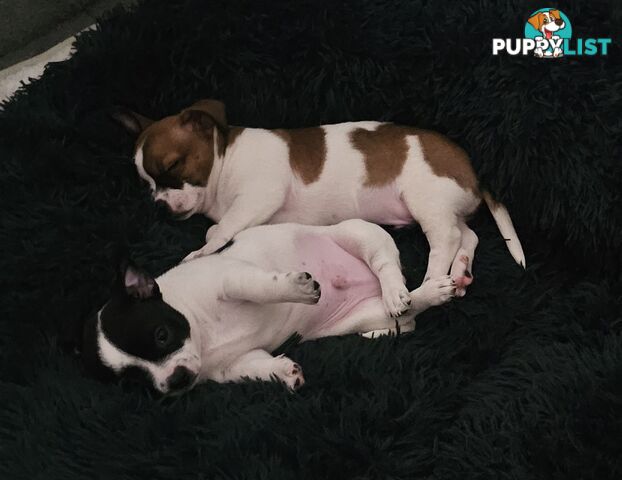 2 Chihuahua x Staffy Jack Russell boys