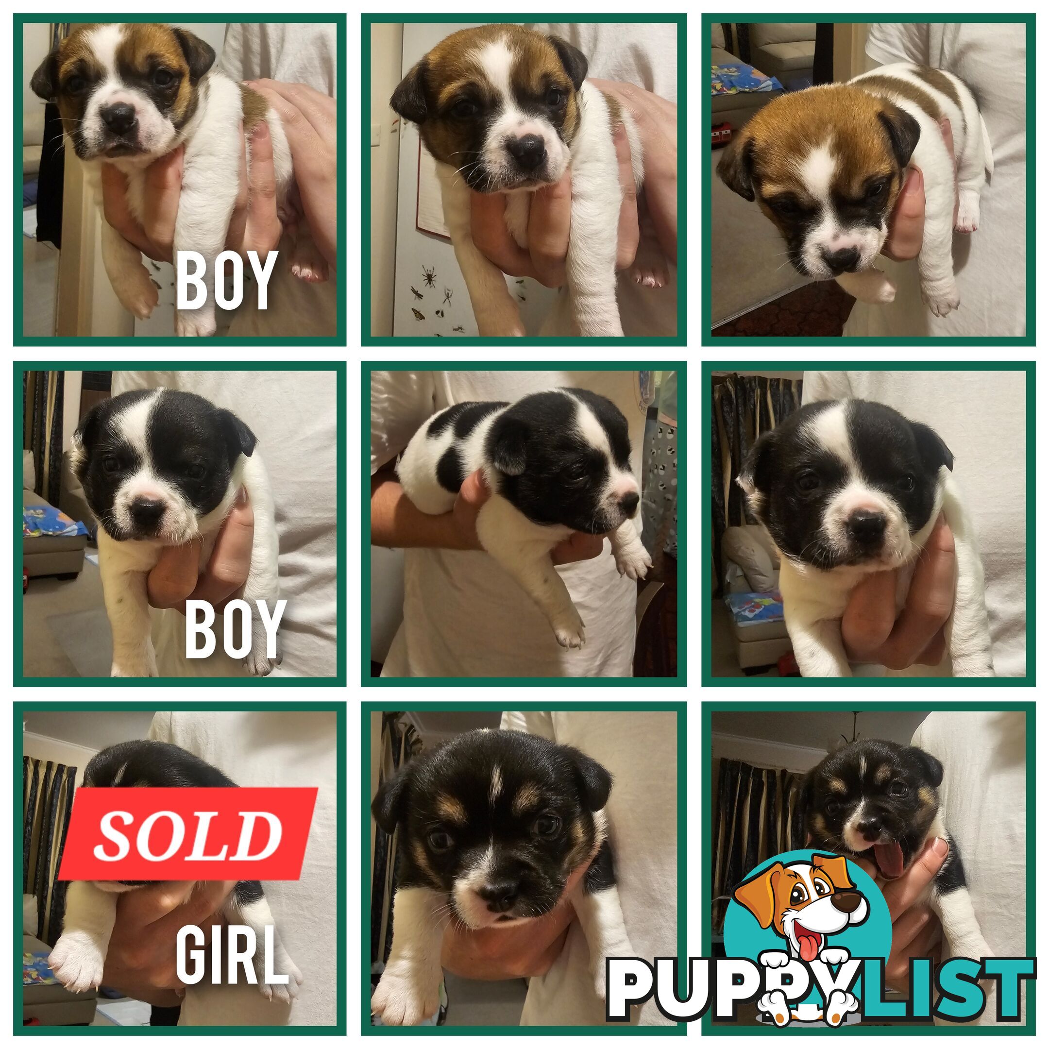 2 Chihuahua x Staffy Jack Russell boys