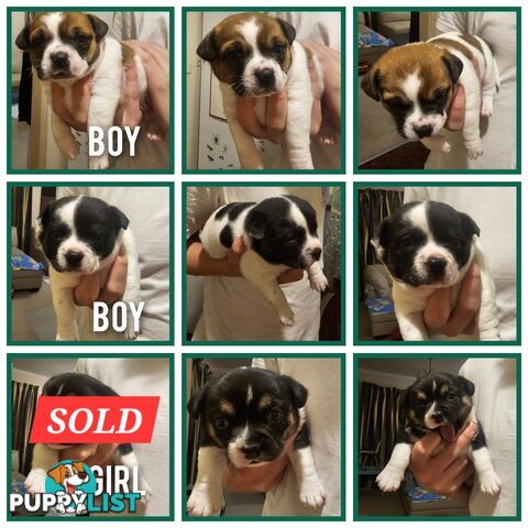 2 Chihuahua x Staffy Jack Russell boys