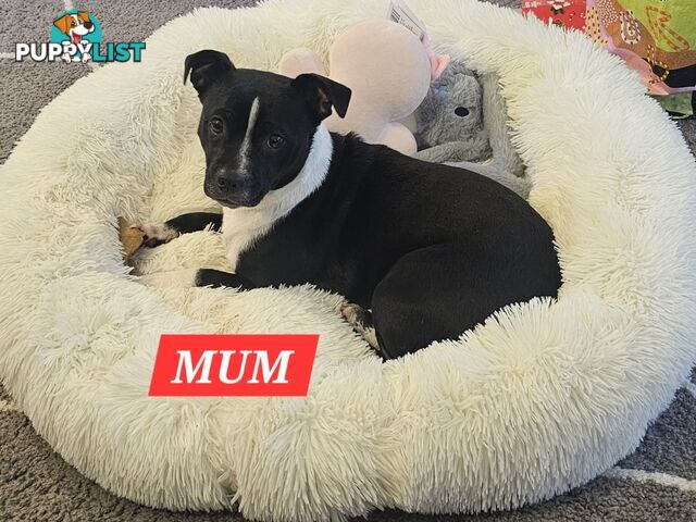 2 Chihuahua x Staffy Jack Russell boys