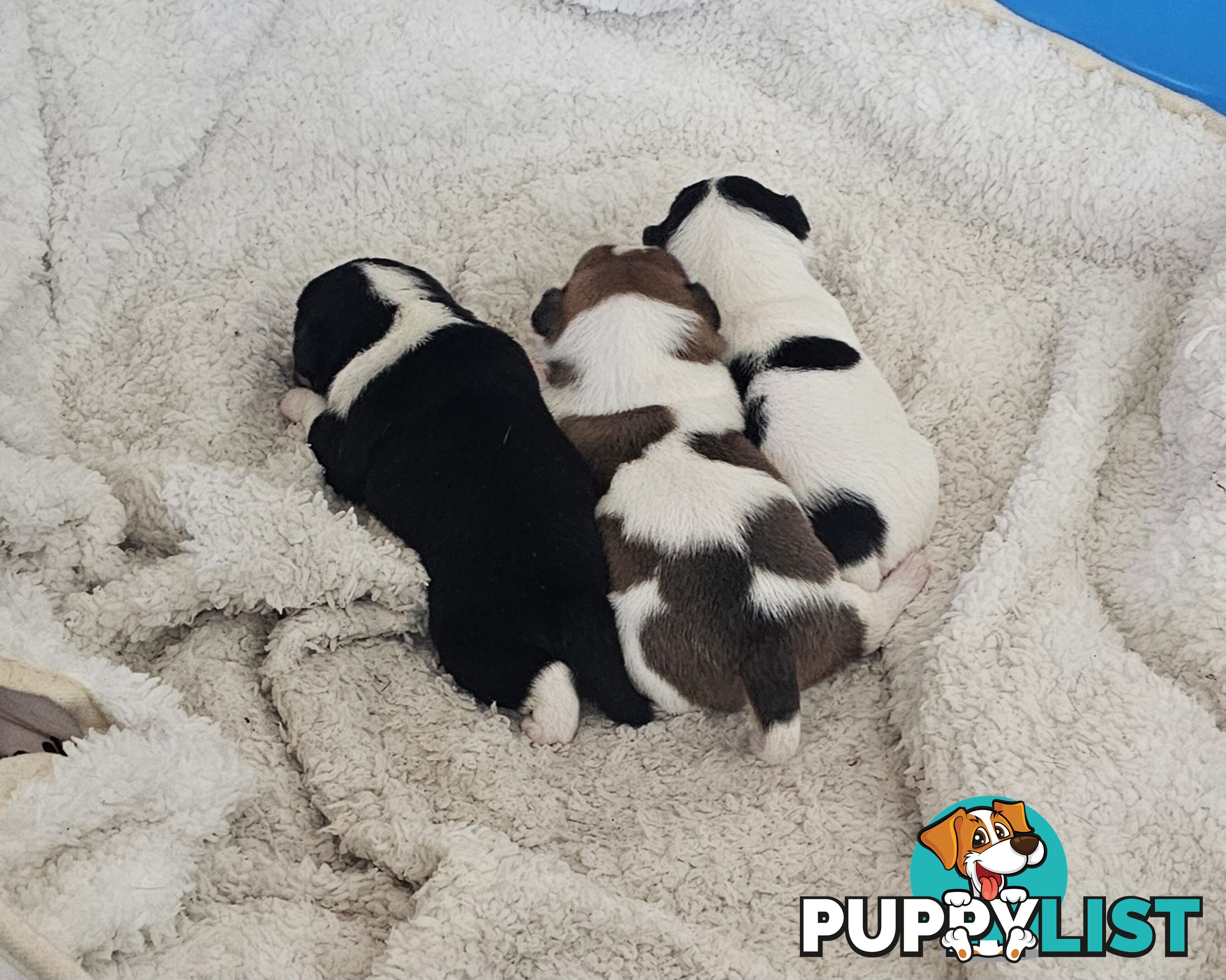 2 Chihuahua x Staffy Jack Russell boys
