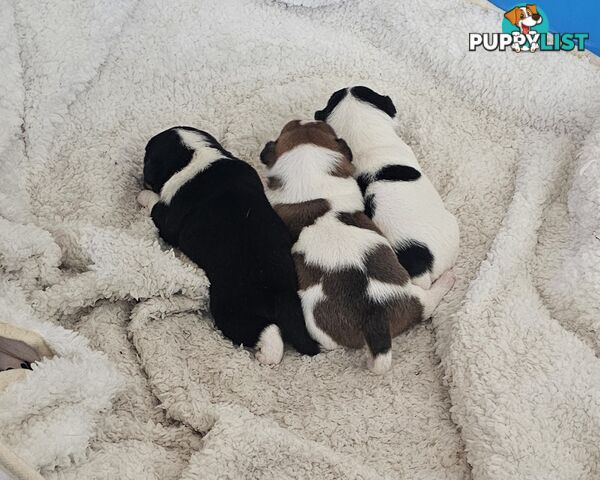 2 Chihuahua x Staffy Jack Russell boys