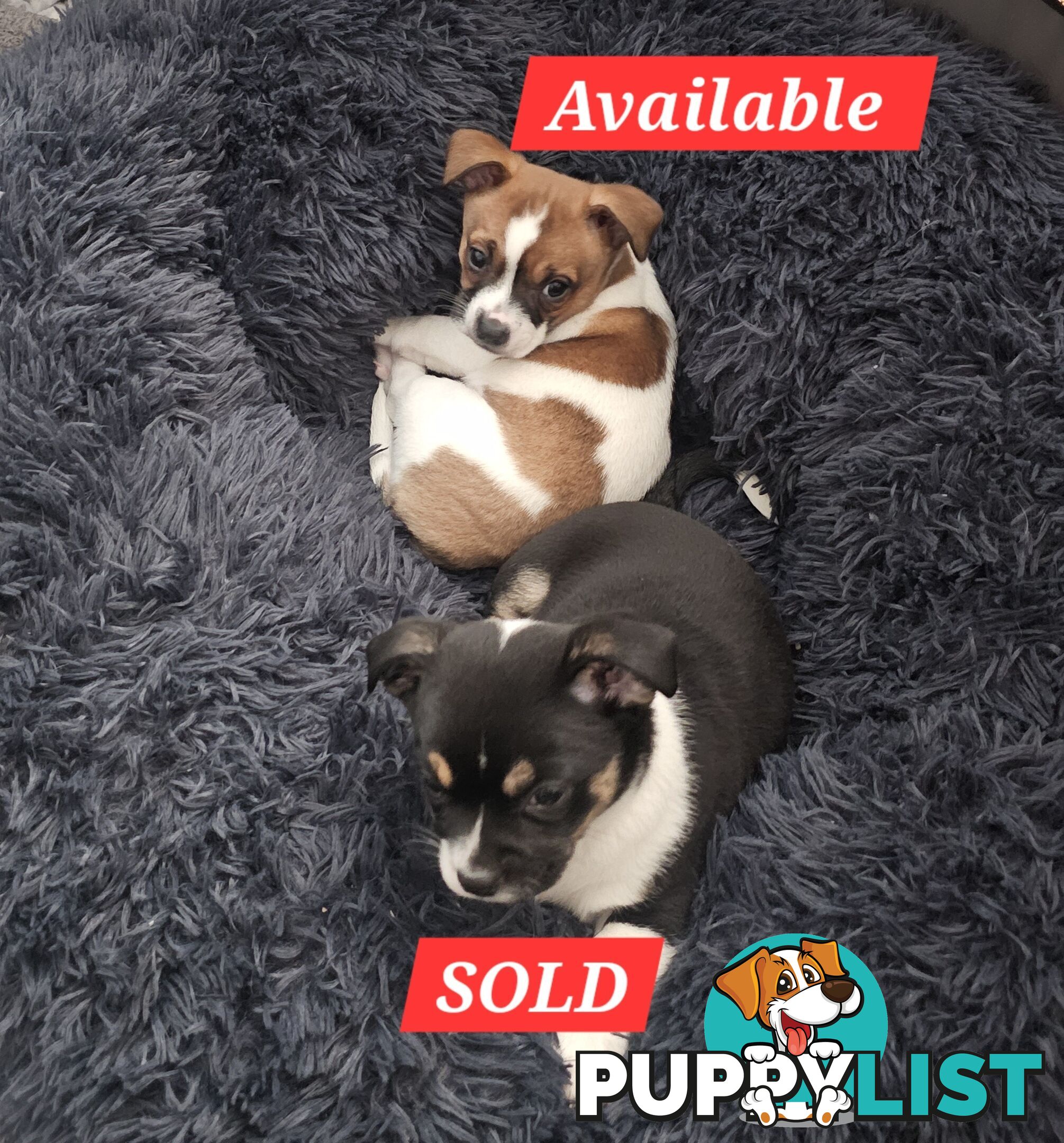 2 Chihuahua x Staffy Jack Russell boys