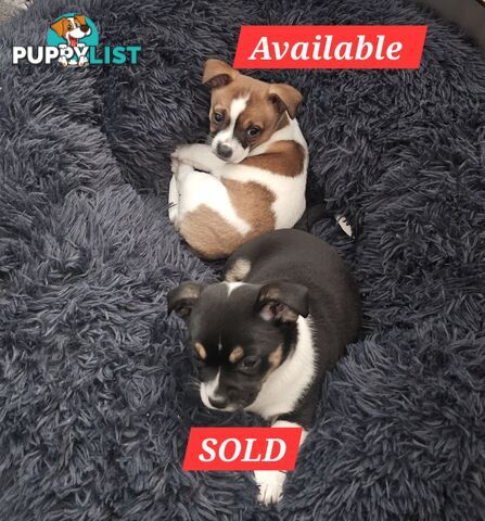 2 Chihuahua x Staffy Jack Russell boys