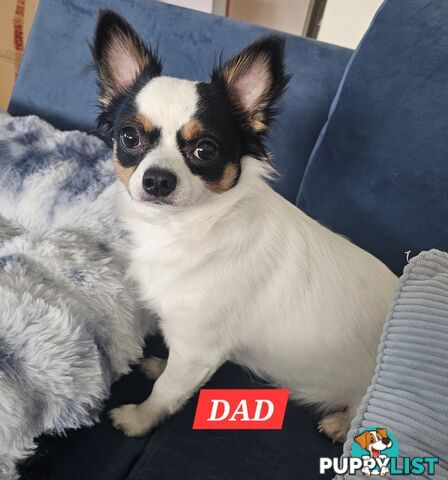 2 Chihuahua x Staffy Jack Russell boys
