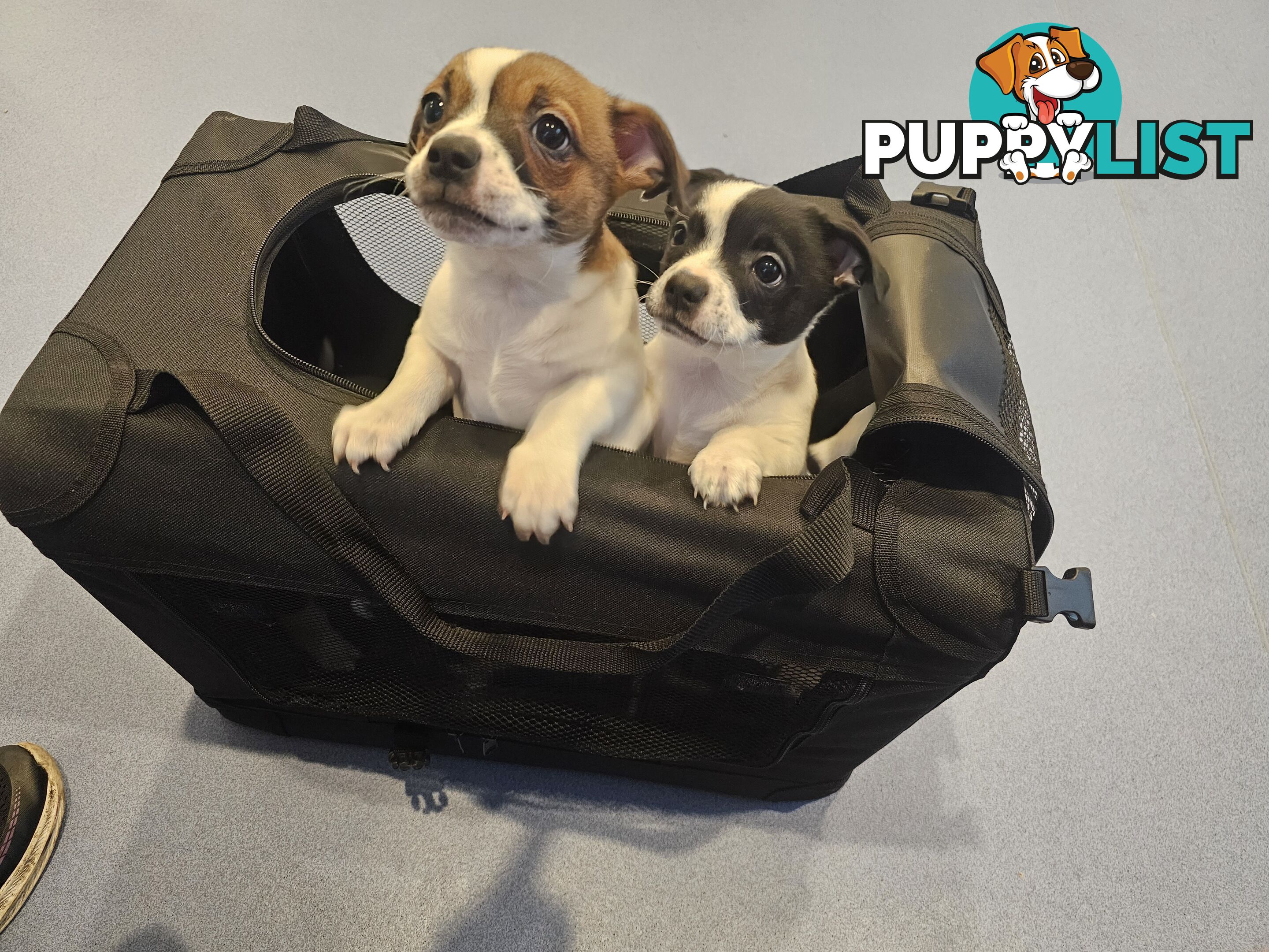 2 Chihuahua x Staffy Jack Russell boys