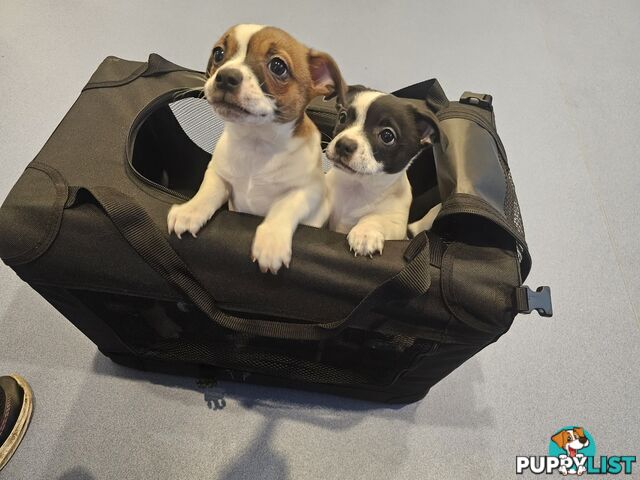 2 Chihuahua x Staffy Jack Russell boys