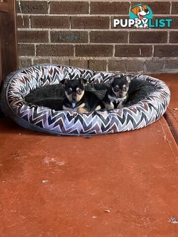 Chihuahua x Jack Russell Puppies