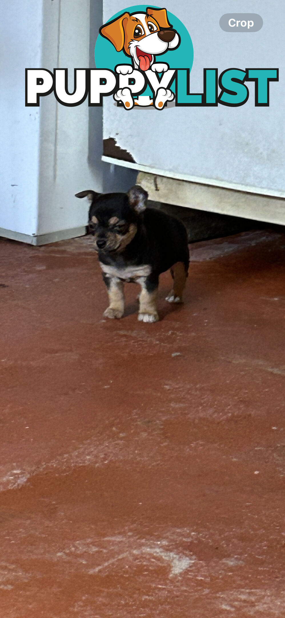 Chihuahua x Jack Russell Puppies