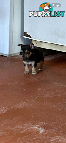 Chihuahua x Jack Russell Puppies