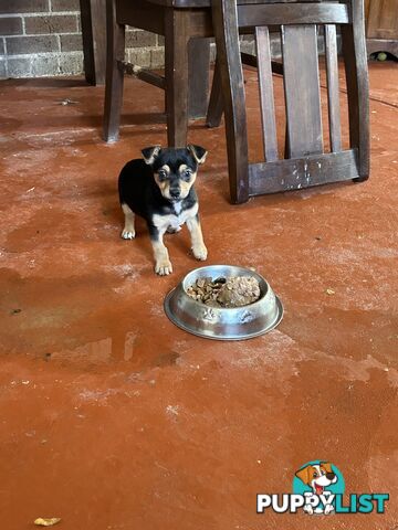 Chihuahua x Jack Russell Puppies