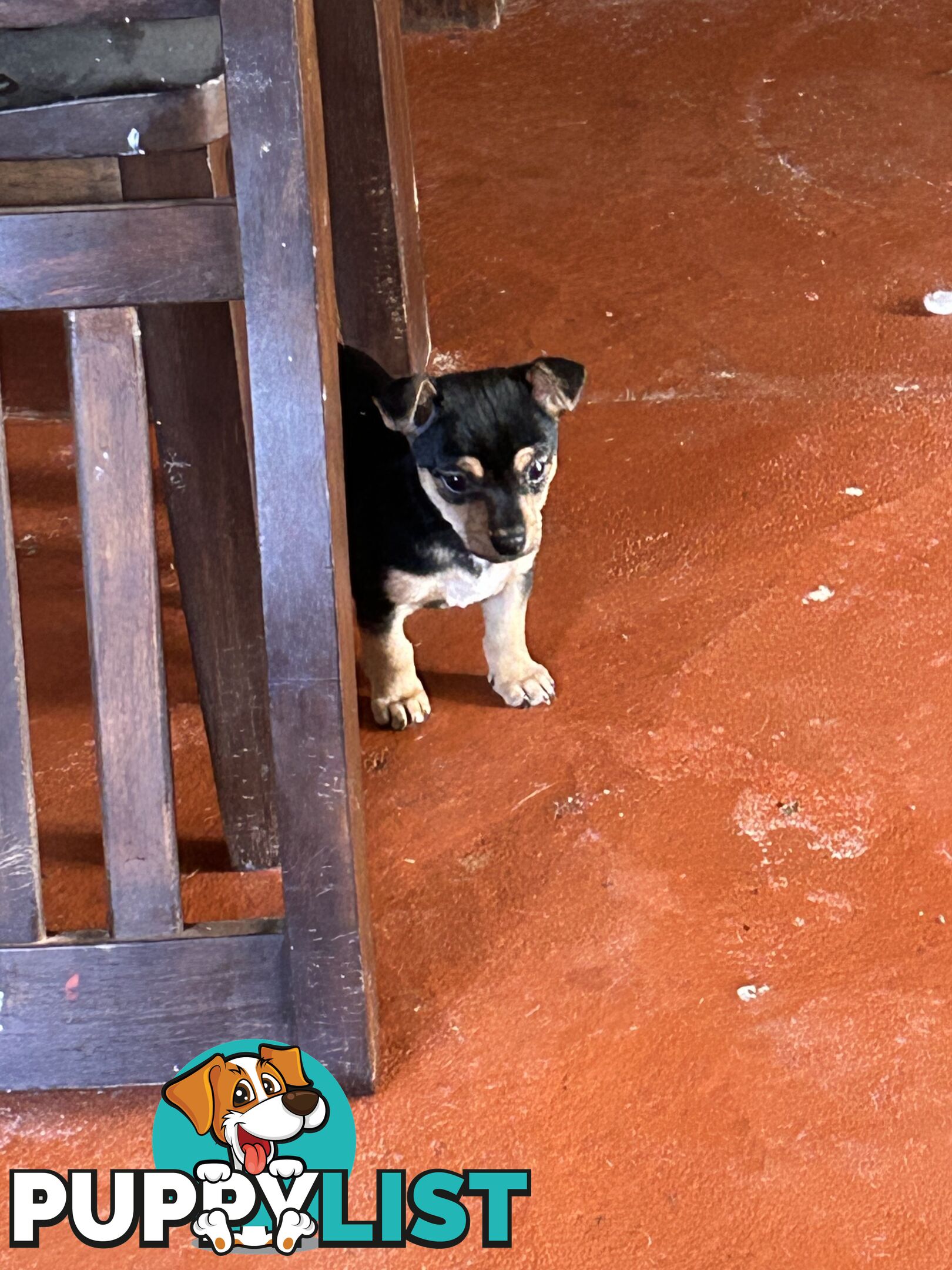 Chihuahua x Jack Russell Puppies