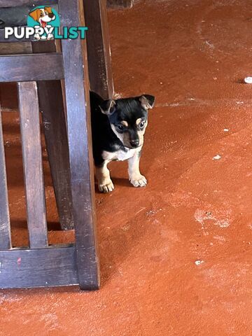 Chihuahua x Jack Russell Puppies