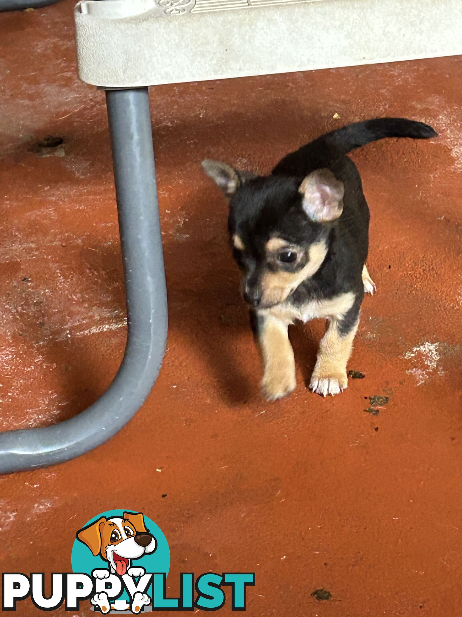 Chihuahua x Jack Russell Puppies