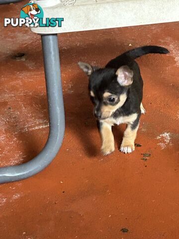 Chihuahua x Jack Russell Puppies