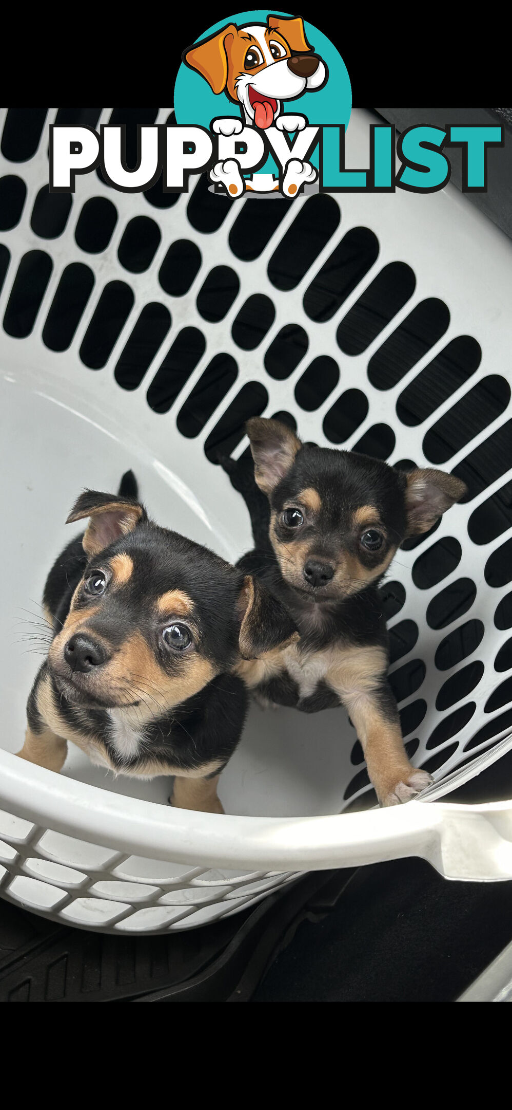 Chihuahua x Jack Russell Puppies