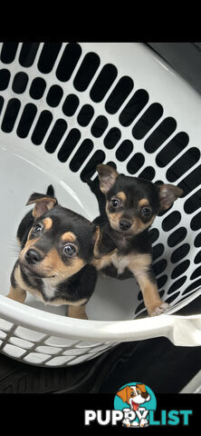 Chihuahua x Jack Russell Puppies