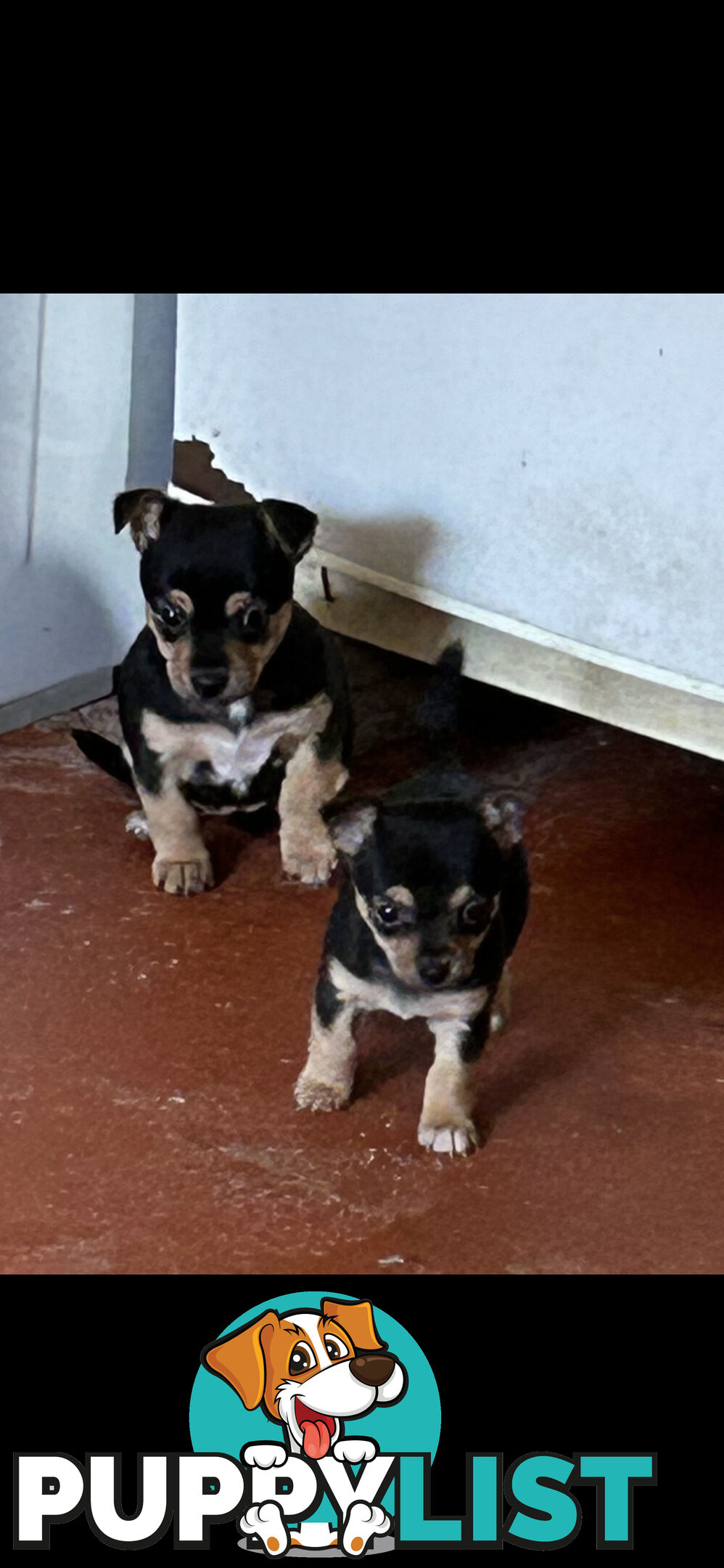 Chihuahua x Jack Russell Puppies