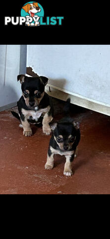 Chihuahua x Jack Russell Puppies