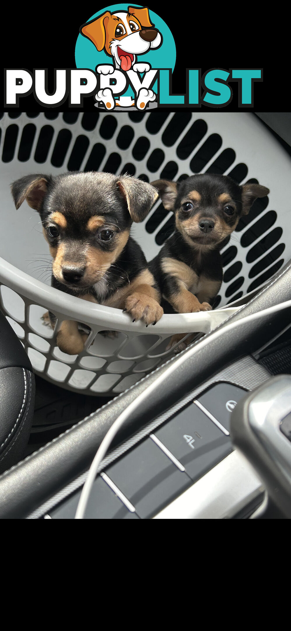 Chihuahua x Jack Russell Puppies