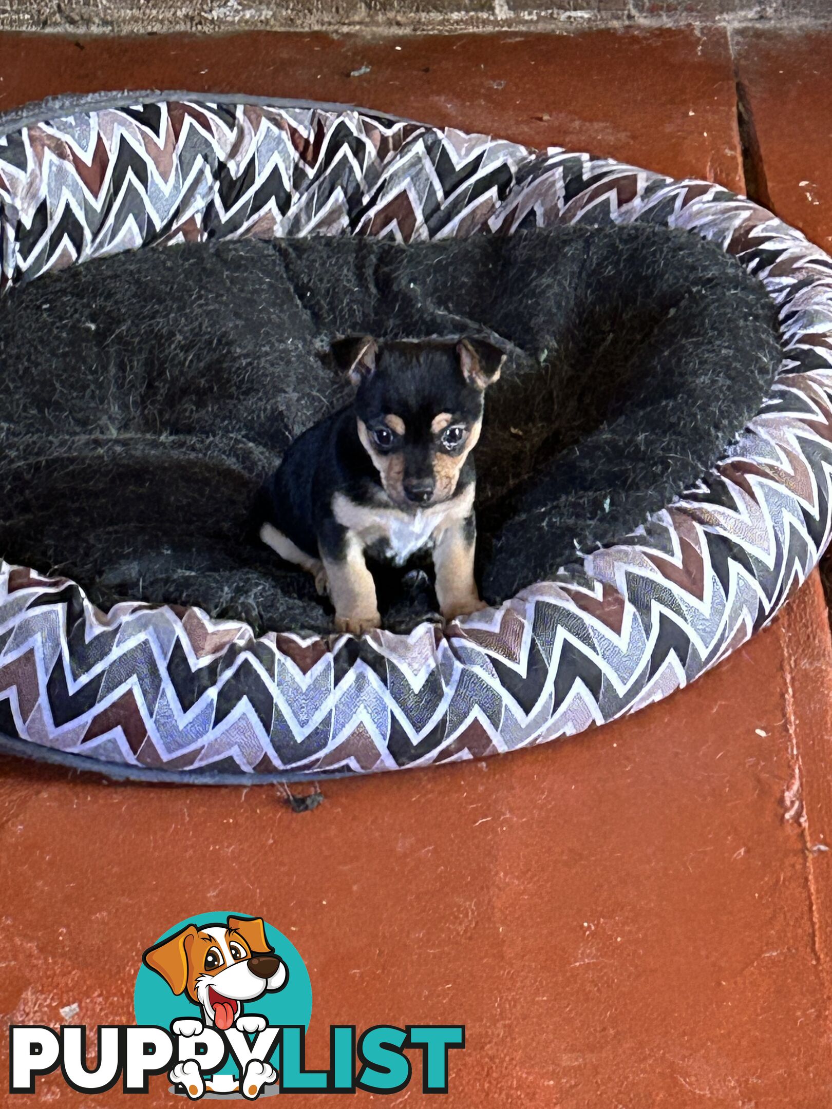 Chihuahua x Jack Russell Puppies