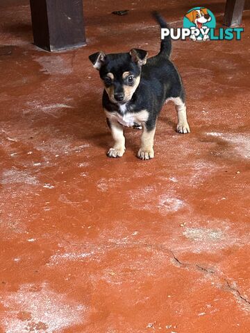 Chihuahua x Jack Russell Puppies