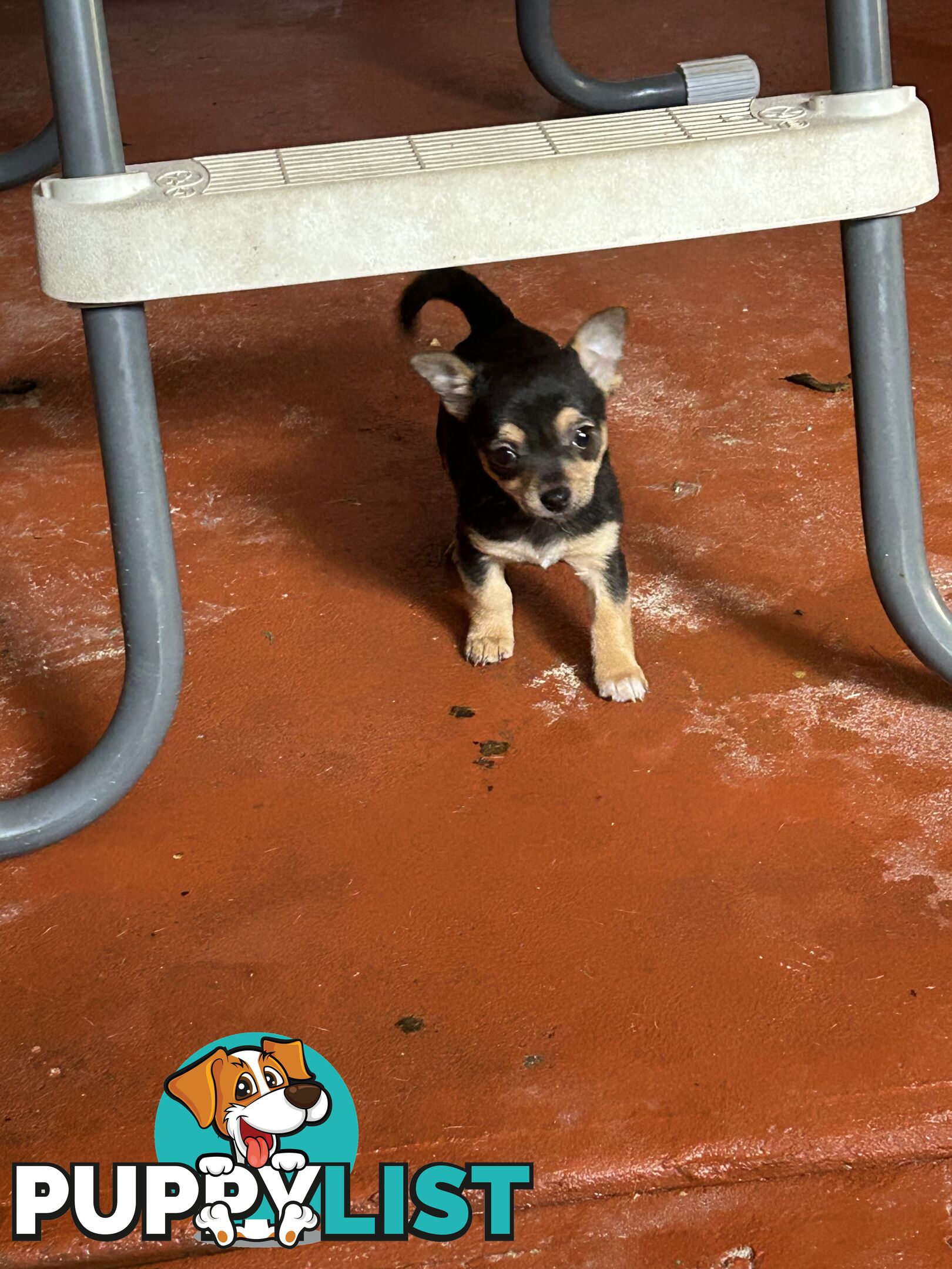 Chihuahua x Jack Russell Puppies