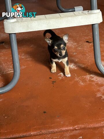 Chihuahua x Jack Russell Puppies