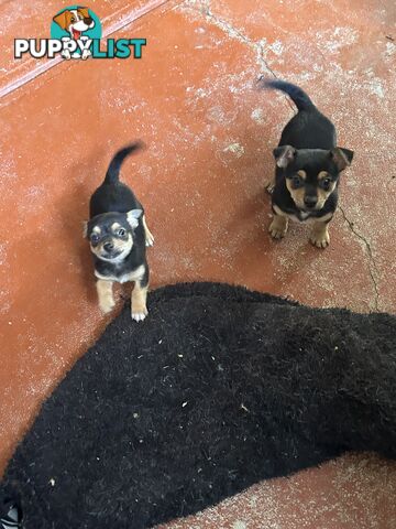 Chihuahua x Jack Russell Puppies