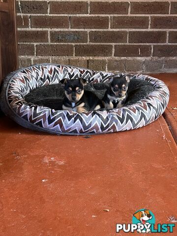 Chihuahua x Jack Russell Puppies