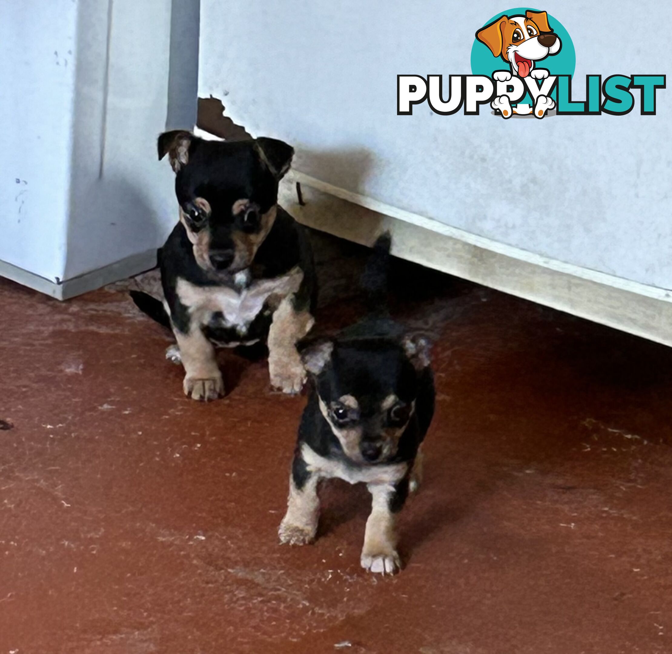 Chihuahua x Jack Russell Puppies