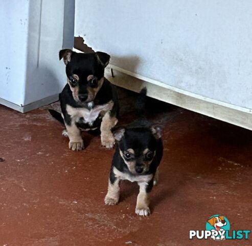 Chihuahua x Jack Russell Puppies