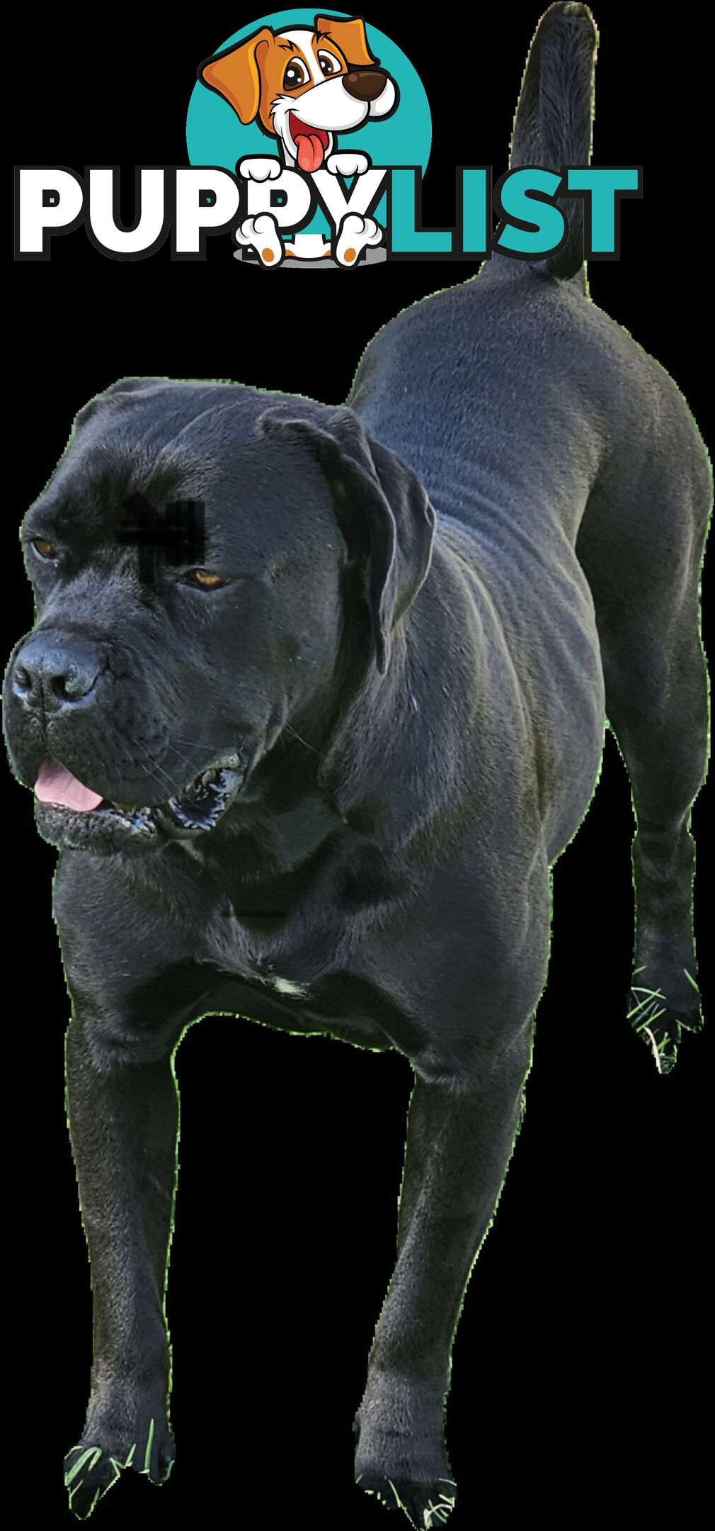 STRONG EUROPEAN BLOODINE CANE CORSO PUPPIES