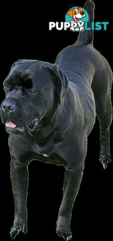 STRONG EUROPEAN BLOODINE CANE CORSO PUPPIES